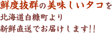 鮮度抜群の美味しいタコを北海道白糠町より新鮮直送でお届けします！